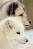 Arctic Foxes-Twinkie and Krimpet200.jpg